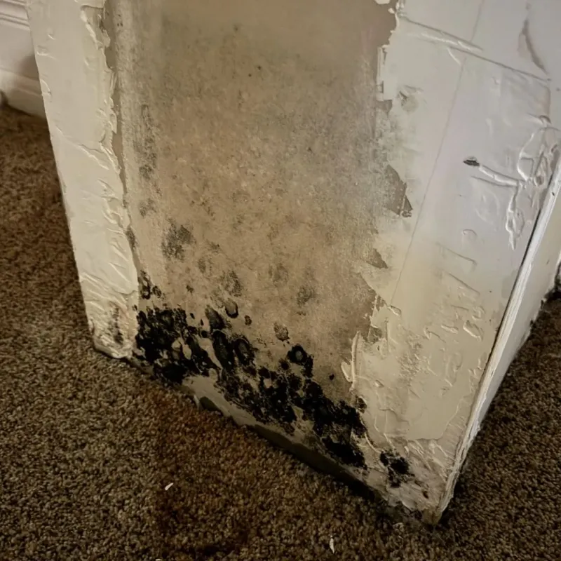 Professional Mold Removal in Cumberland, RI